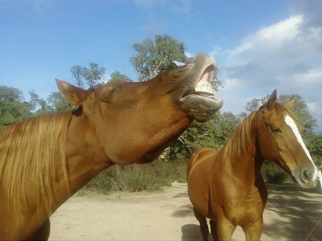 Cheval souriant