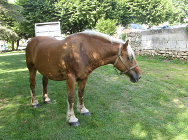 Chevaux