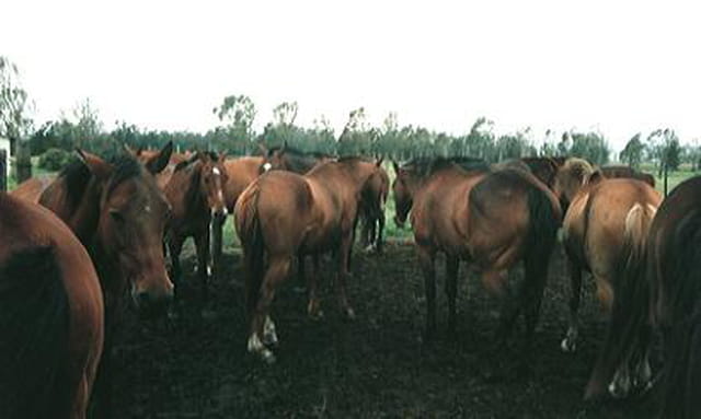 Chevaux criollos