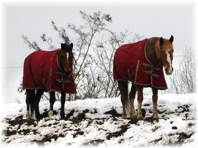 Chevaux dans la neige