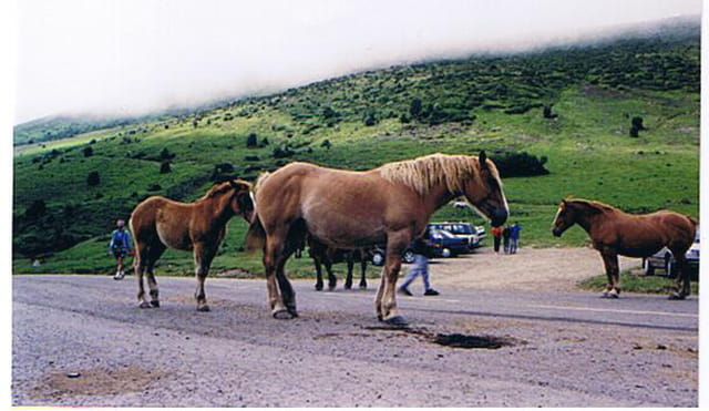 Chevaux en liberté