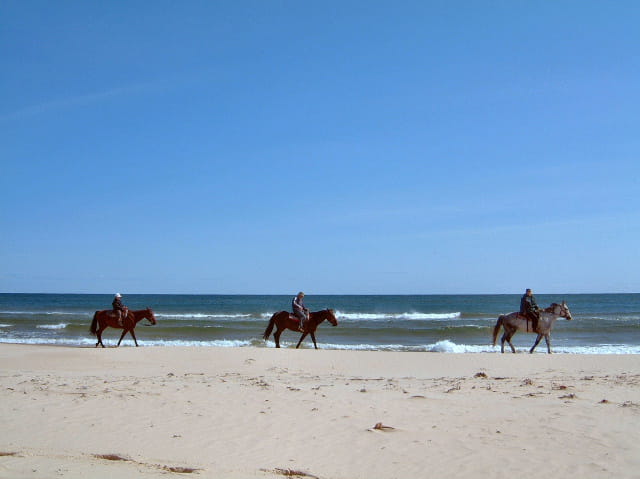 Chevaux sur la plge