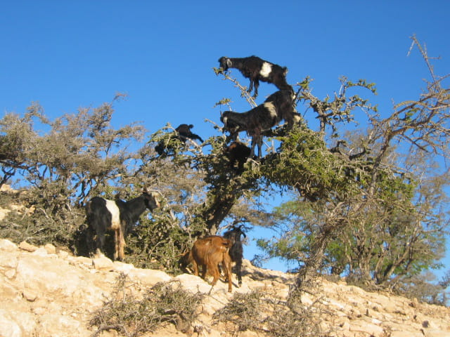 CHÈVRES ARGANES