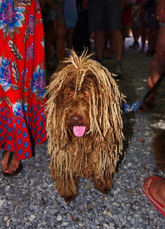Chien de berger espagnol