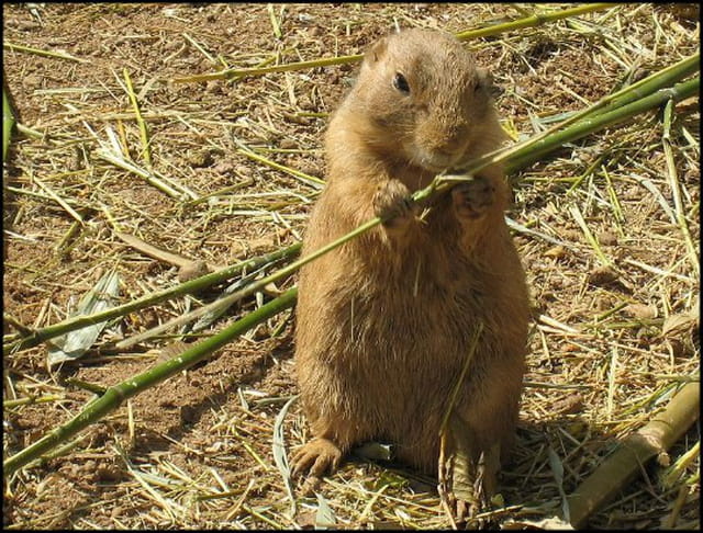 Chien de prairie