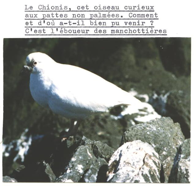 Chionis