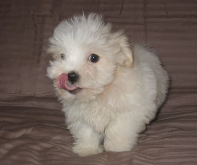 CHIOT COTON DE TULEAR