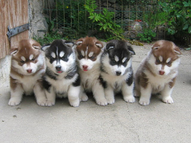 Chiots of cold winter nights