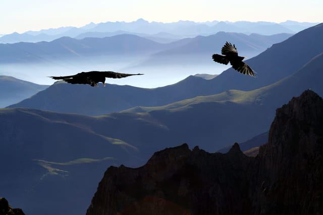 Choucas montagne par Pierre BACON sur L'Internaute