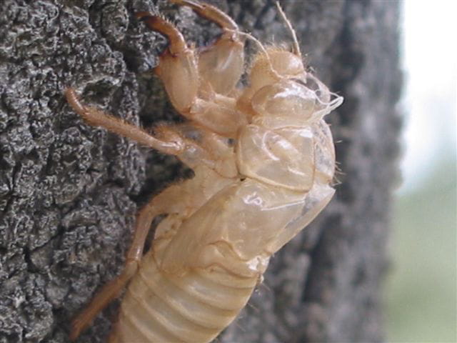 Chrysalide de cigale