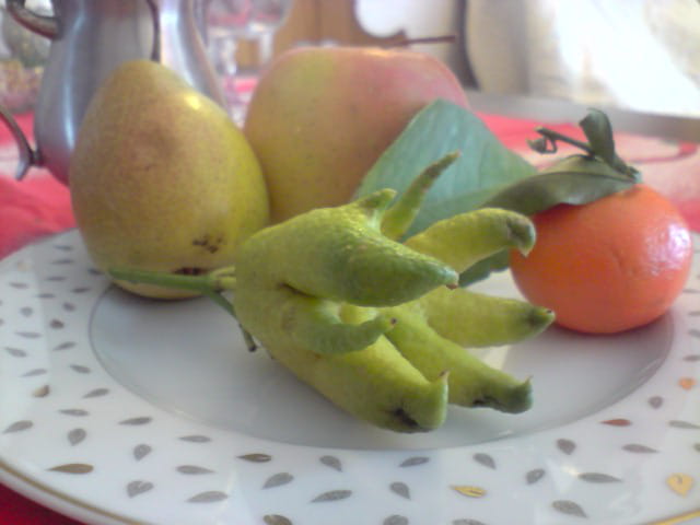 Citron pieuvre