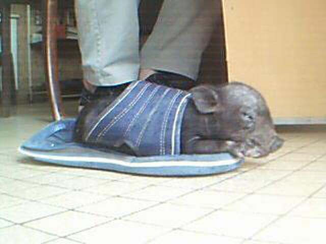 Cochon