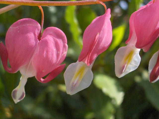 Coeur de marie
