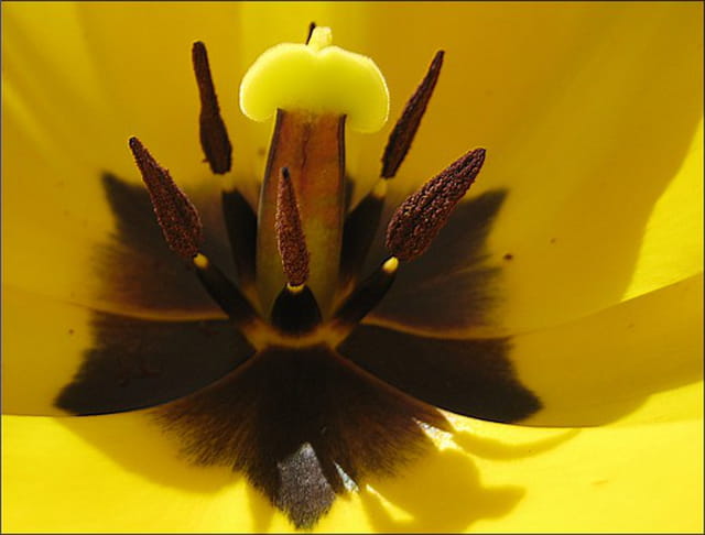 Coeur de tulipe jaune