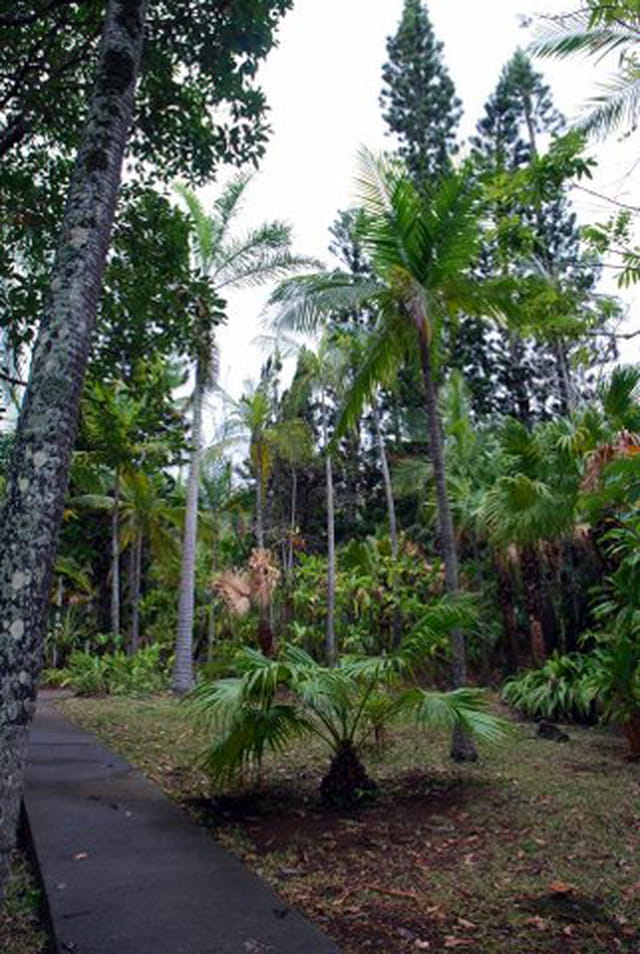 conservatoire botanique de Mascarins de Saint Leu
