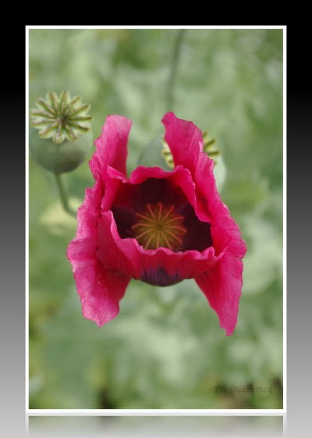 Coquelicots 2