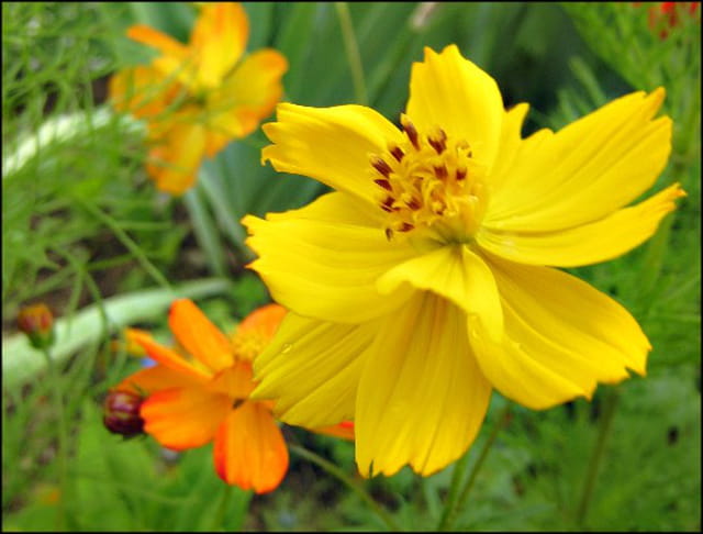 Cosmos Bright Lights jaune