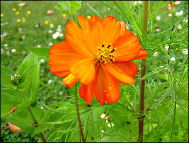 Cosmos Bright Lights orange