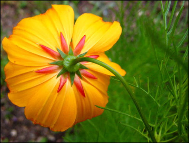 Cosmos jaune