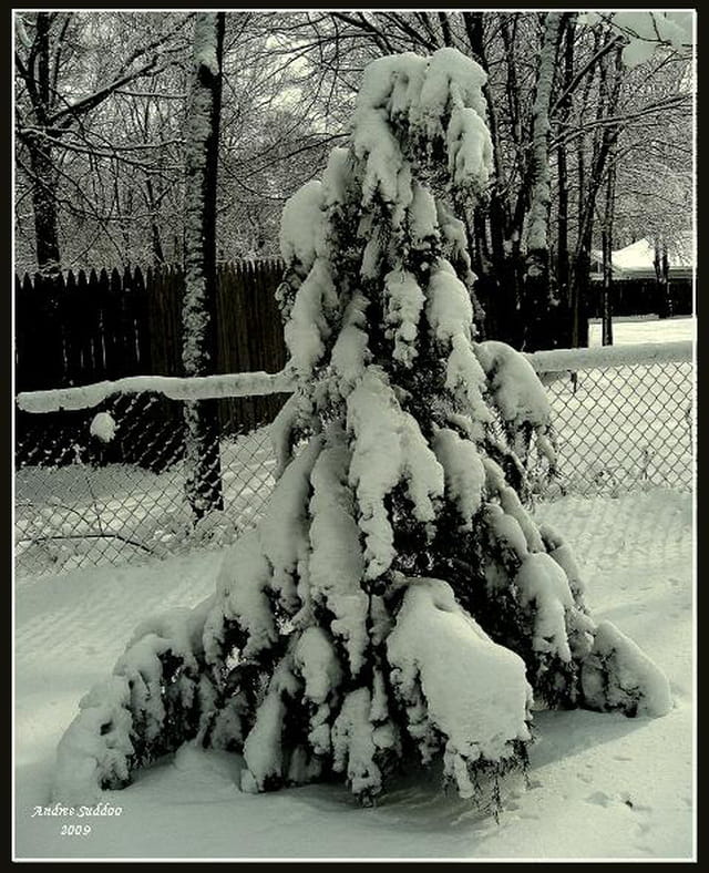 "Coube par le poids de la neige".