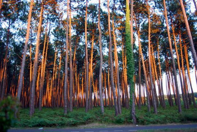 coucher de soleil dans Les Landes