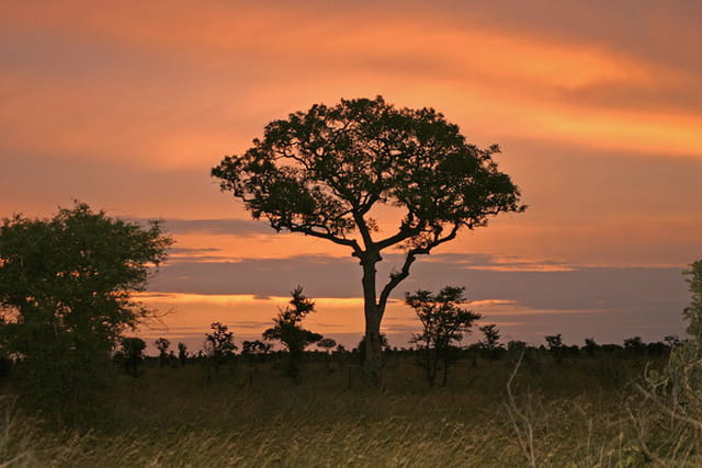 Coucher de soleil sur la savane
