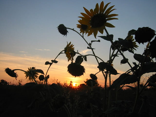 Coucher de tournesol