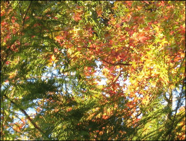Couleur d'automne au jard