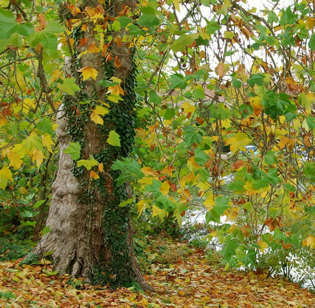 Couleurs d'automne