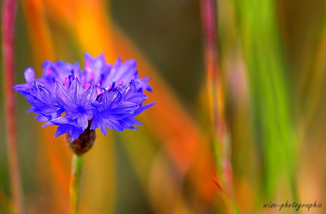 couleurs d'été 3