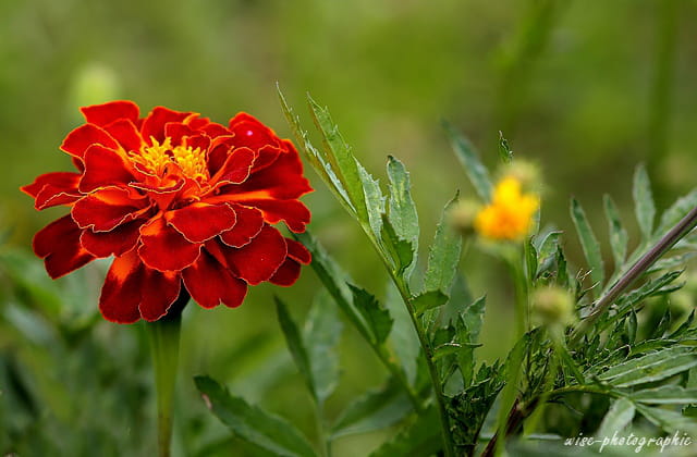 couleurs d'été 4