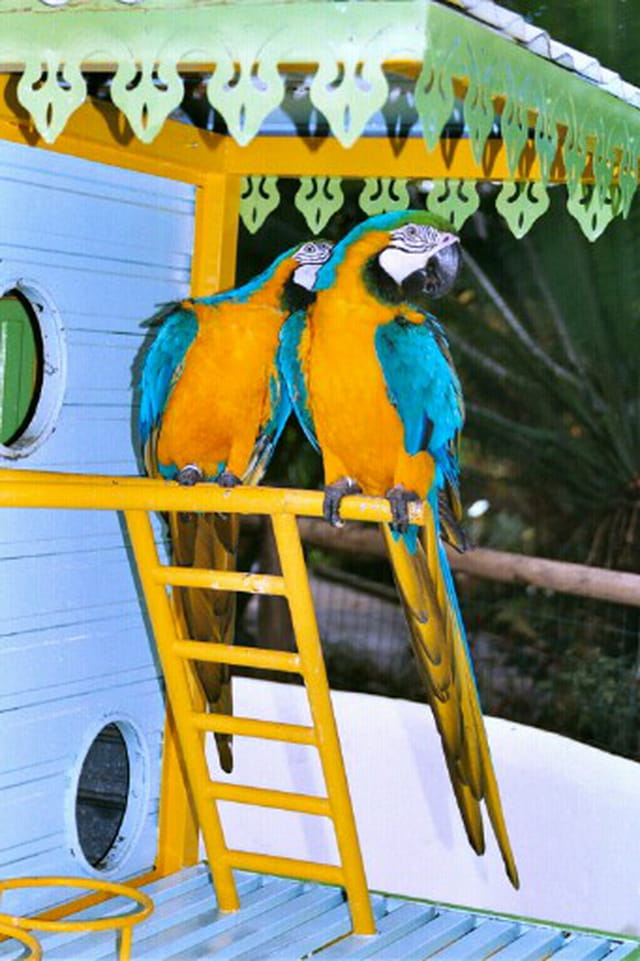 Couple d'Aras