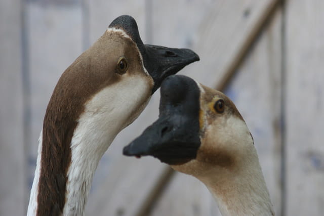 Couple d'oies