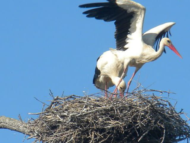 Couple de cigognes
