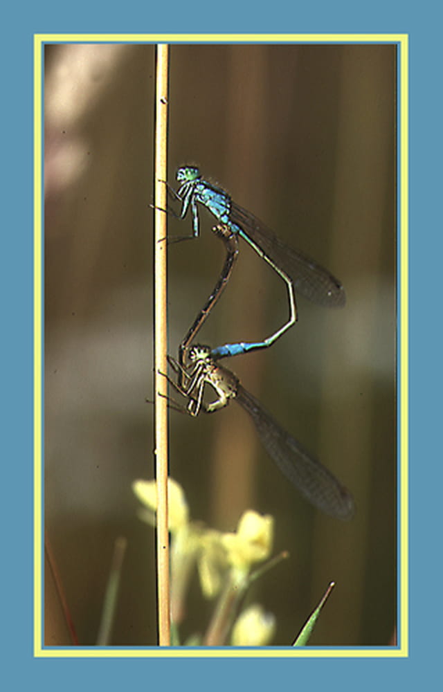 Couple de demoiselles