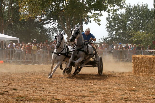 Course de Chars