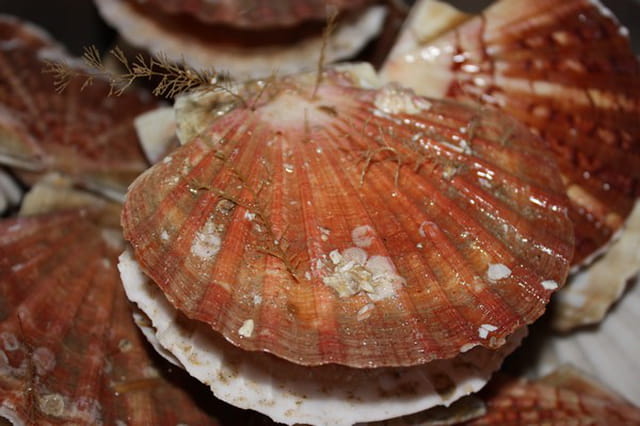 Coquille St Jacques