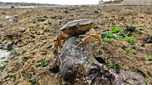 Crabe seul au monde