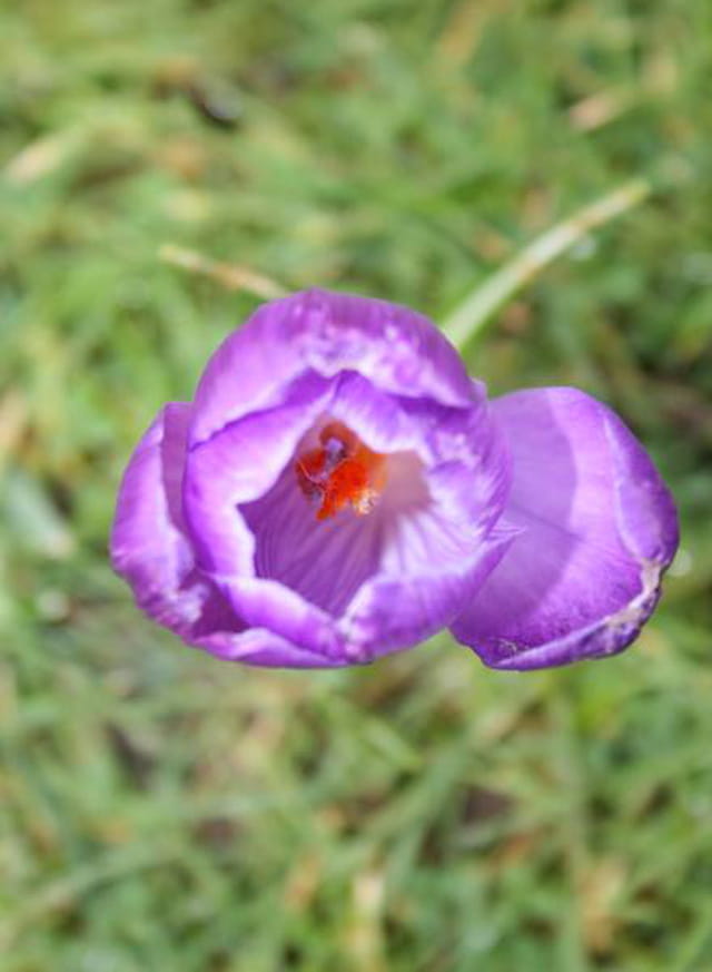 Crocus ouvert au soleil