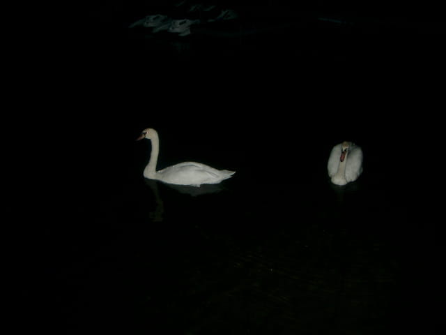 Cygnes dans la nuit