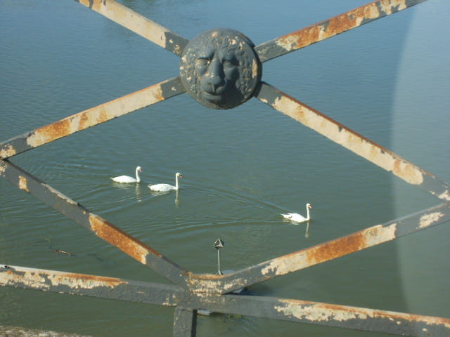 Cygnes sous le pont