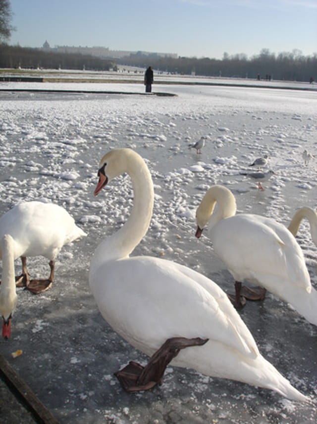 Cygnes sur canal gelé