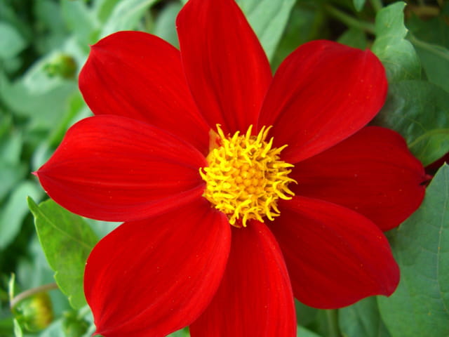 Dahlia de gueule et d'or
