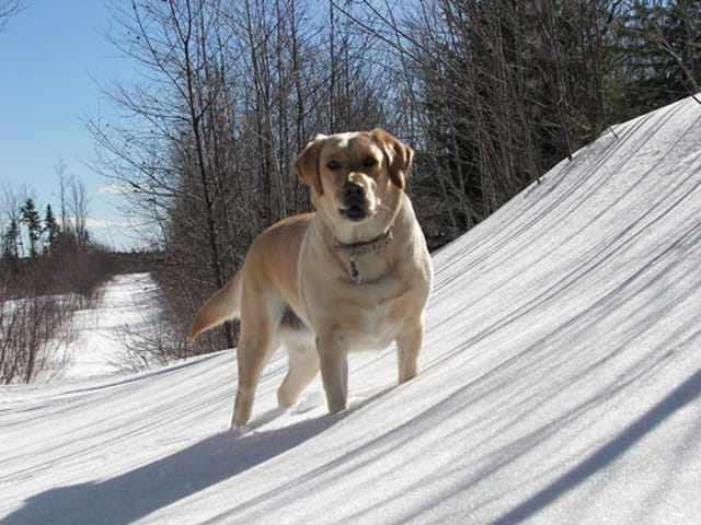 Dans la neige