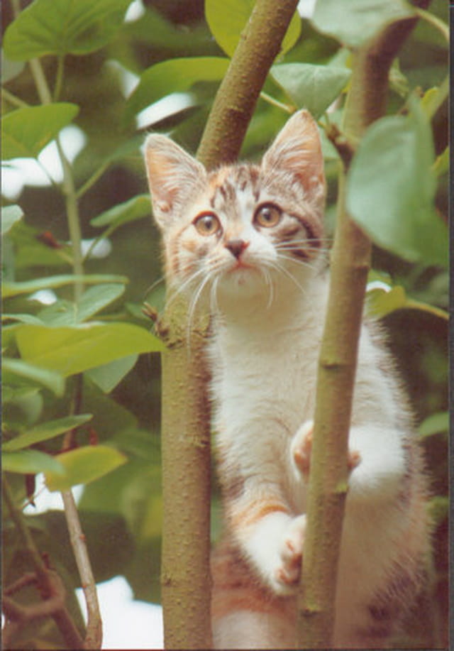 Dans les arbres