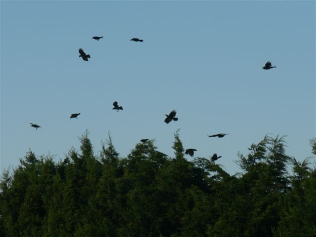 Danse des corbeaux