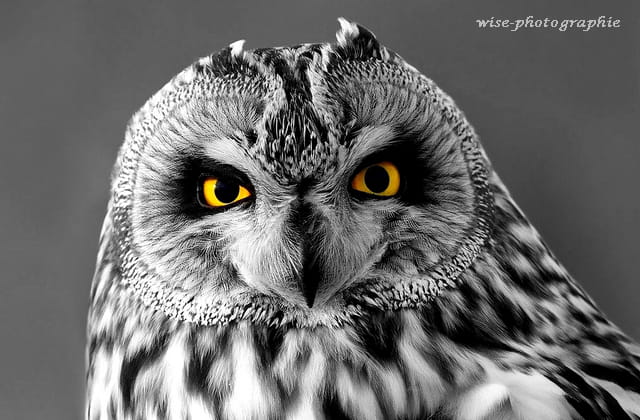 de chouette yeux