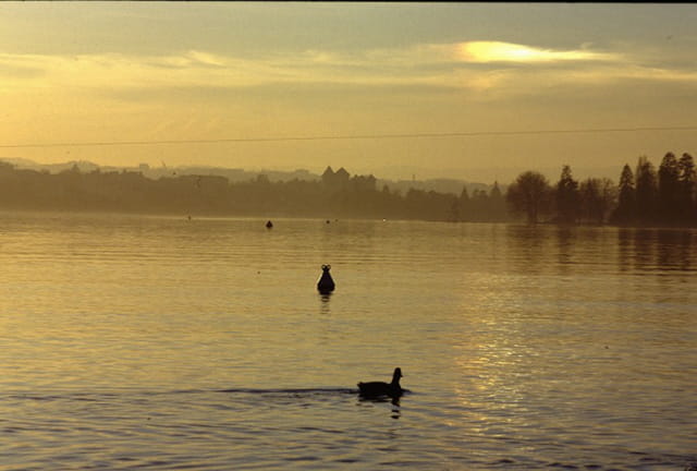 De l'or pour le lac