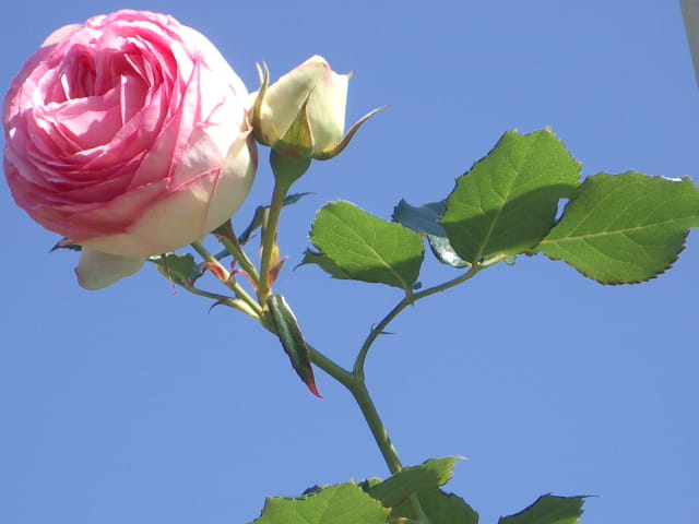 Délicate rose !