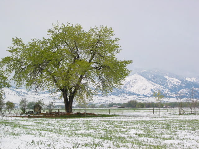 Derniere neige